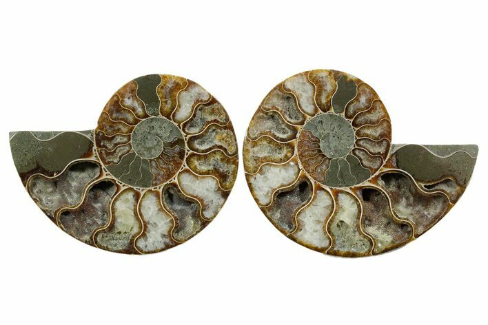 Cut & Polished, Agatized Ammonite Fossil - Madagascar #348989